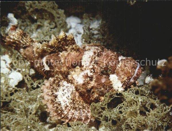 Fische Steinfisch Scorpaenopsis cirrhosus