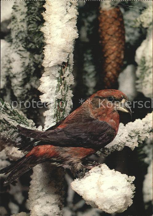 Voegel Fichtenkreuzschnabel Crossbill