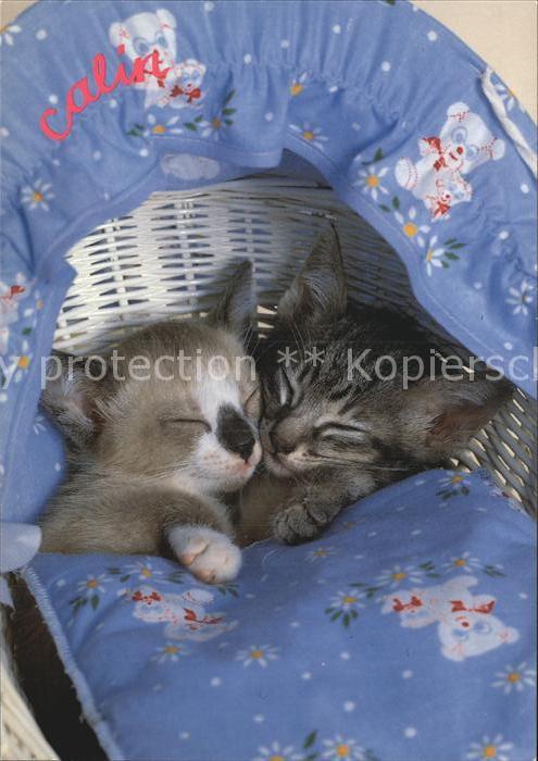 Katzen