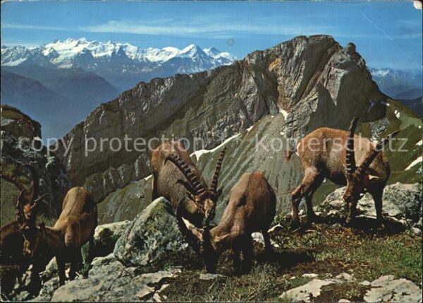 Steinbock Steiglihorn Pilatus Matterhorn Berner A