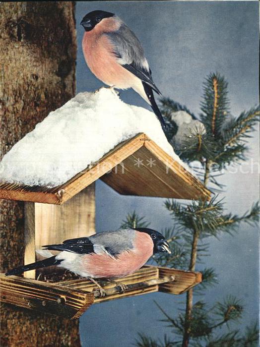 Voegel Gimpel Vogelhäuschen
