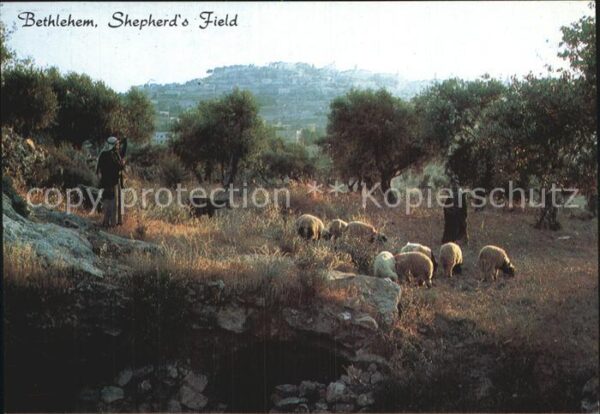 Bethlehem Yerushalayim Shepherds Field