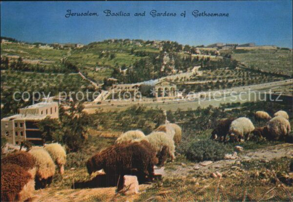 Jerusalem Yerushalayim Basilica and Gardens of Gethsemane