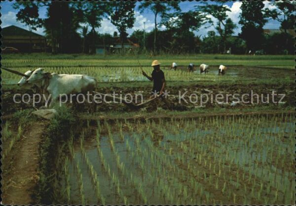 Bali Indonesien Plowing and planting