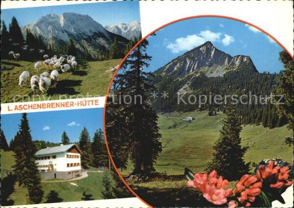 Tirol Region Gufferthütte Schafherde Halserspitze