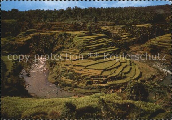 Bali Indonesien One of the beautiful rice fields