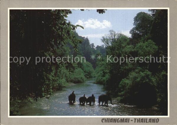 Chiengmai Elephants working activities