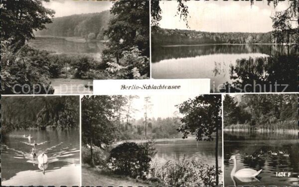 Schlachtensee Seepartien mit Schwänen