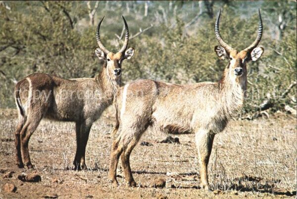 Tiere Waterbuck Kruger National Park