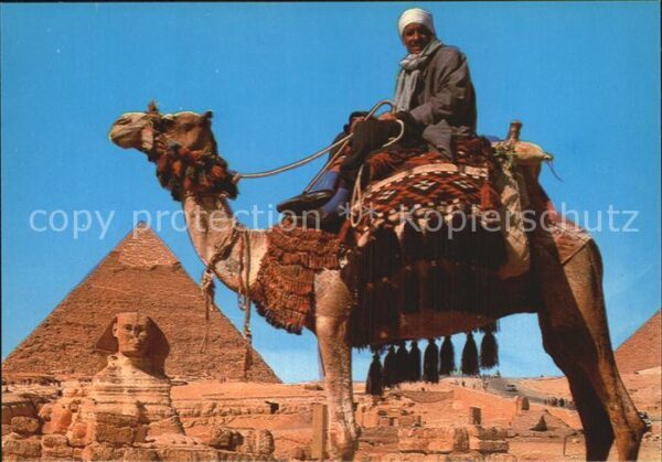 Kamel  Camel Chameau Camel driver Sphinx Khafre Pyramid