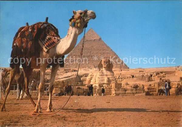 Kamel  Camel Chameau Giza Great Sphinx Pyramid of Kephre