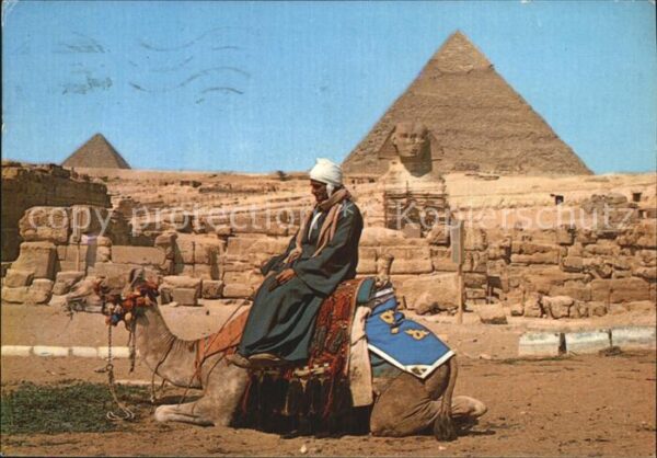 Kamel  Camel Chameau Giza Great Sphinx Pyramids of Kephren a