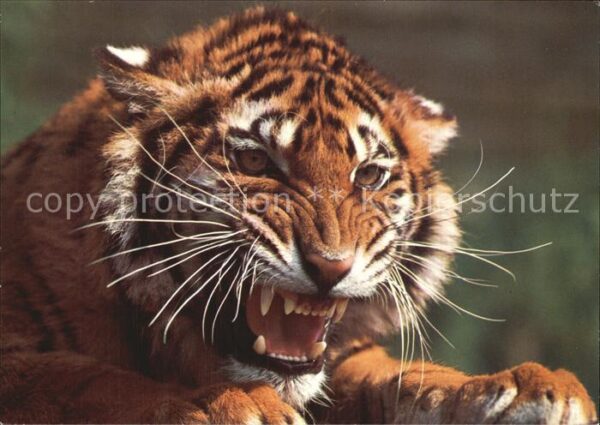 Tiger Tiere Königstiger Tigre Tiger