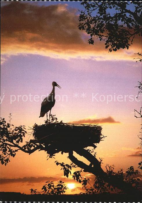 Storch Weissstorch Cicogne blanche White stork