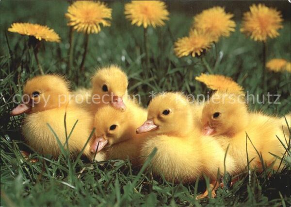 Enten Canetons Domestic ducks