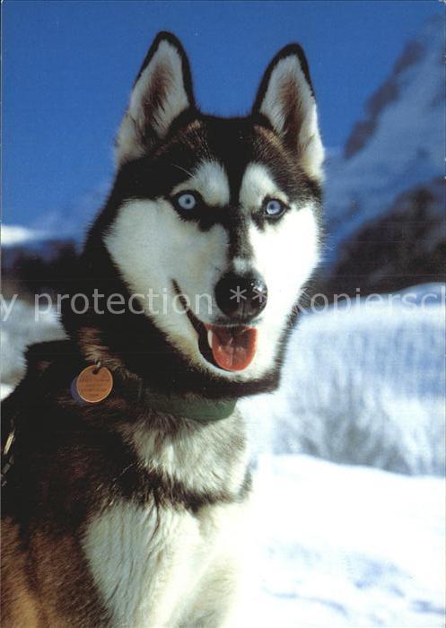 Hunde Husky