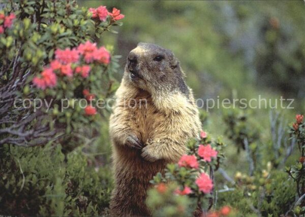 Murmeltier Marmotte Marmot