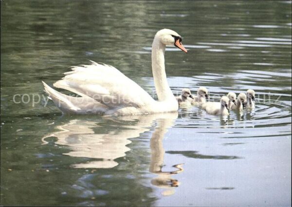 Schwan Höckerschwäne Swans Cygnus muets