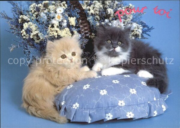 Katzen