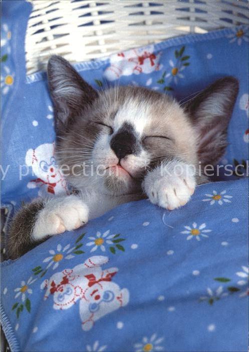 Katzen