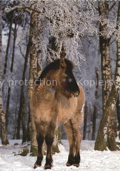 Pferde Dülmener Wildpferd