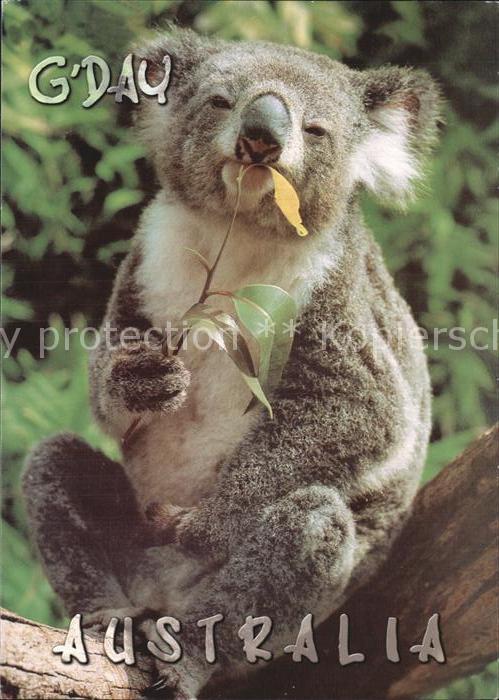 Koalabaer Australia