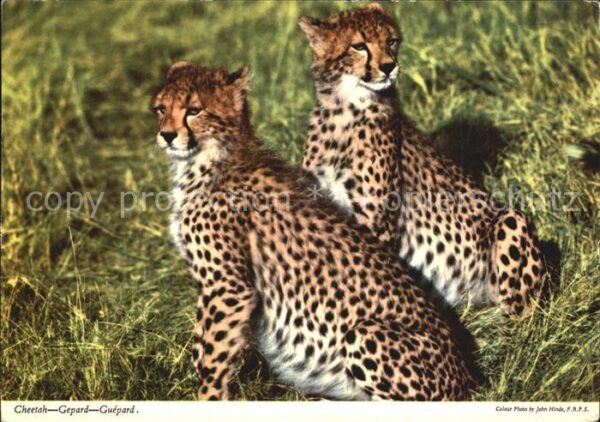 Tiere Cheetah Gepard Guepard