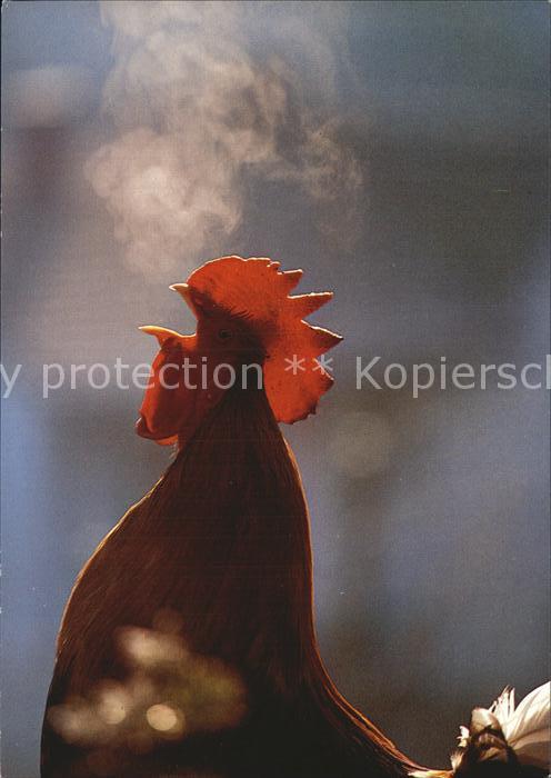Gefluegel Haushahn Coq Cock