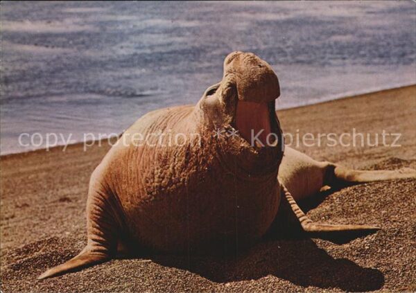 Tiere See-Elefant Elephant-Seal Mirounga leon