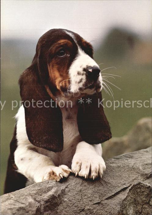 Hunde Basset