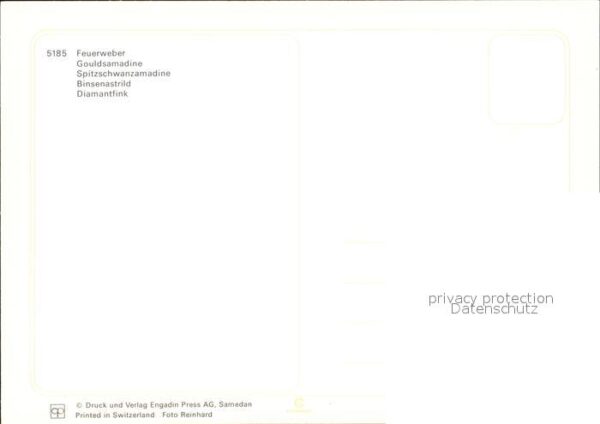 Voegel Feuerweber Gouldsamadine Binsenastrild – Bild 2