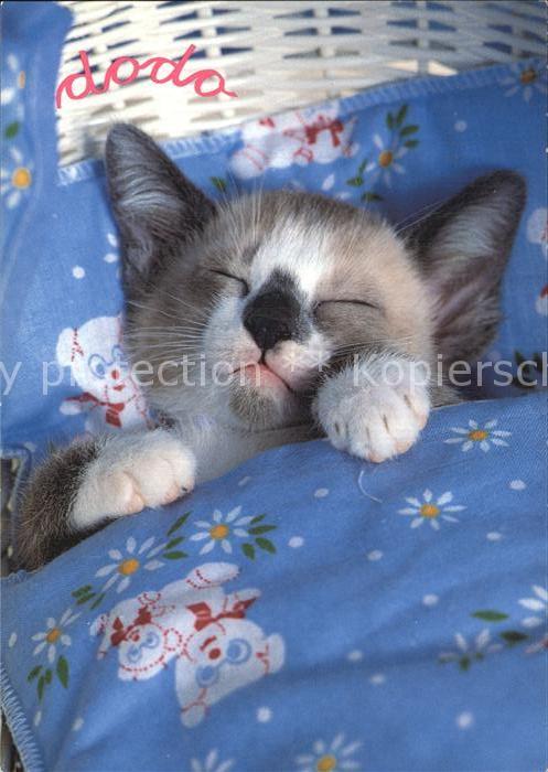 Katzen Schlaf
