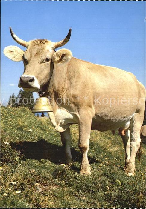 Kuehe Vache Cow