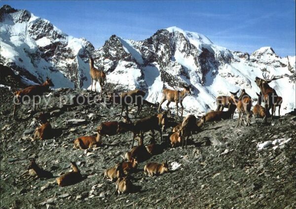Hirsch Rothirsche Cervus elaphus Red Deers