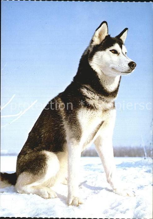 Hunde Sibirian Husky