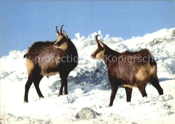 Gemse Chamois Rupicapra