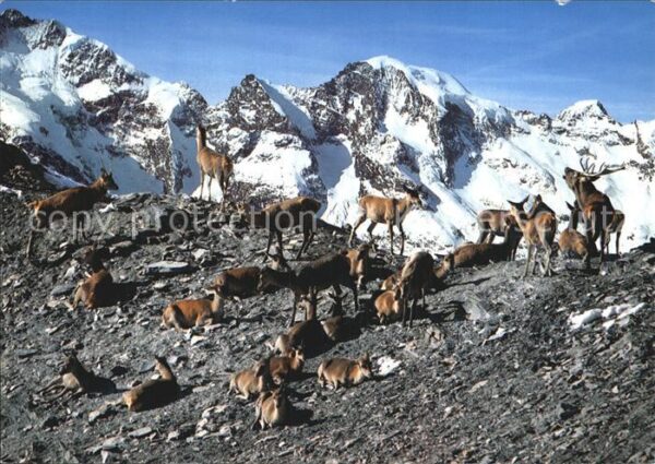 Hirsch Rothirsche Cervus elaphus Red Deers