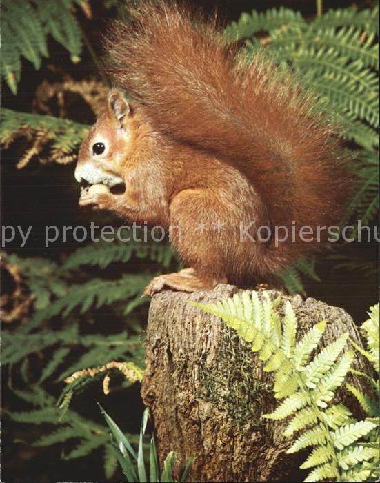 Eichhoernchen Ecureuil Squirrel