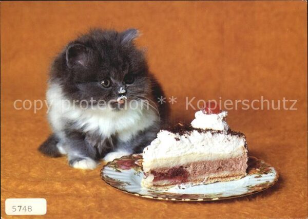 Katzen Torte