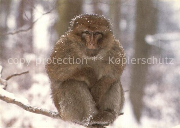 Affen Berberaffe Affenberg Salem Bodensee
