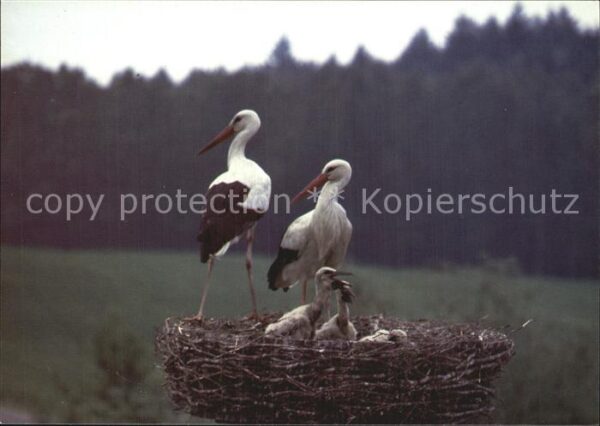 Storch Weiss-Störche Affenberg Salem Bodensee