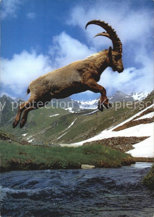 Steinbock Capra Ibex Alpensteinbock Bouquetin