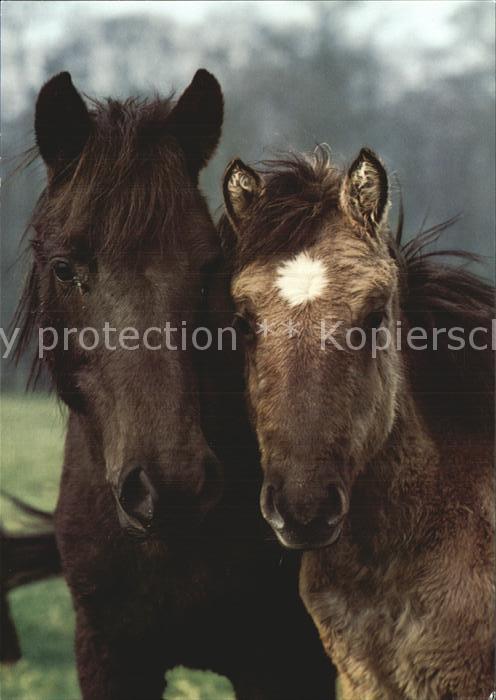 Pferde Dülmener Wildpferde Fohlen