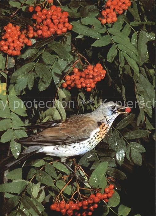 Voegel Wacholderdrossel Turdus pilaris