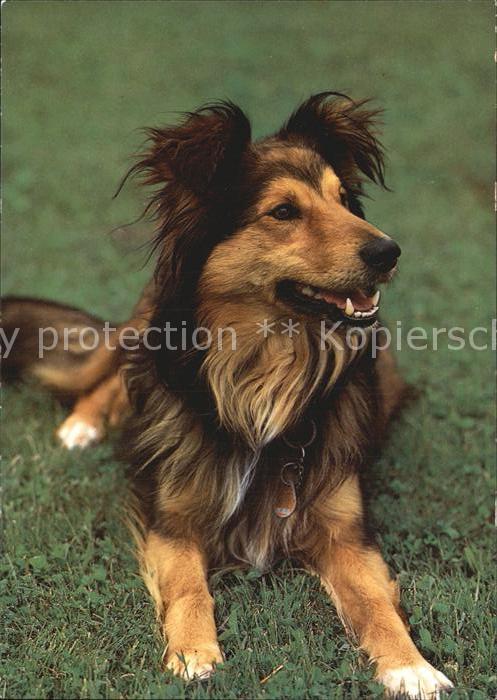 Hunde Belgischer Schäferhund Sheepdog