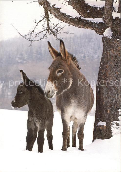 Esel Tiere Ane Donkey