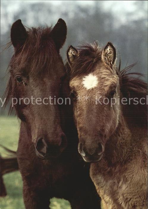 Pferde Dülmener Wildpferde Fohlen