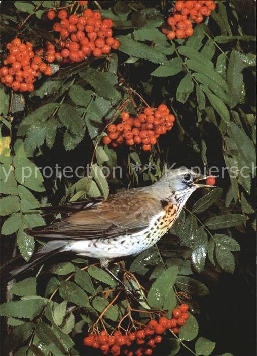 Voegel Wacholderdrossel Turdus pilaris