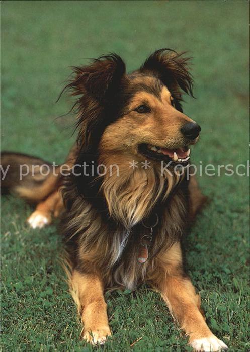 Hunde Belgischer Schäferhund Sheepdog