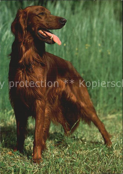 Hunde Irischer Setter